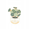 Pilea Money plant enamel pin