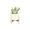 Sansewieria - Snake Plant enamel pin